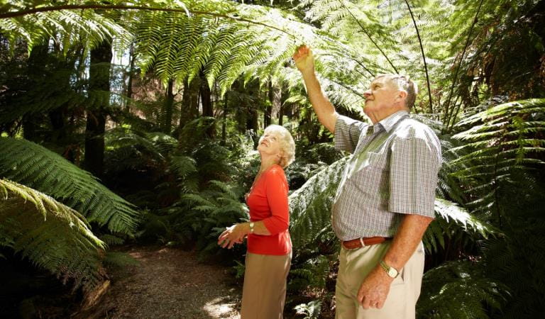 A man and a woman stop to admire a fern.