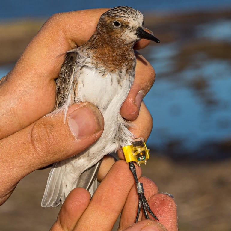 A geolocator on a Red-necked Stint
