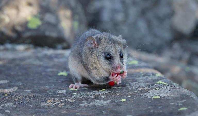 Mountain pygmy possum eating on a boulder.