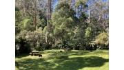Green grassy picnic area with picnic tables and tall trees in background