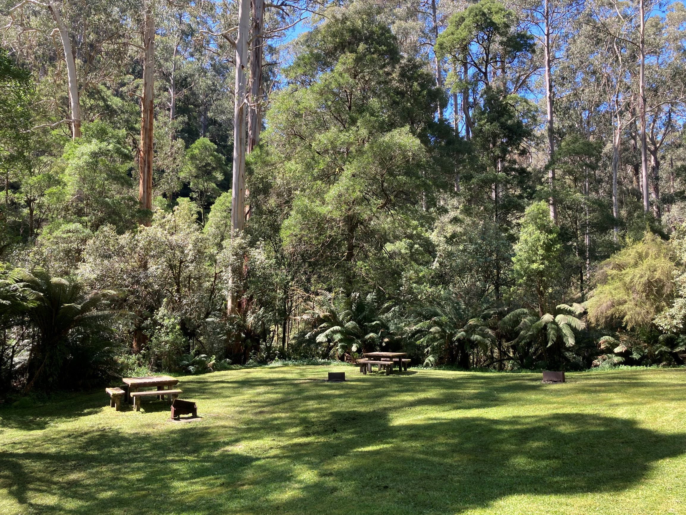 Green grassy picnic area with picnic tables and tall trees in background