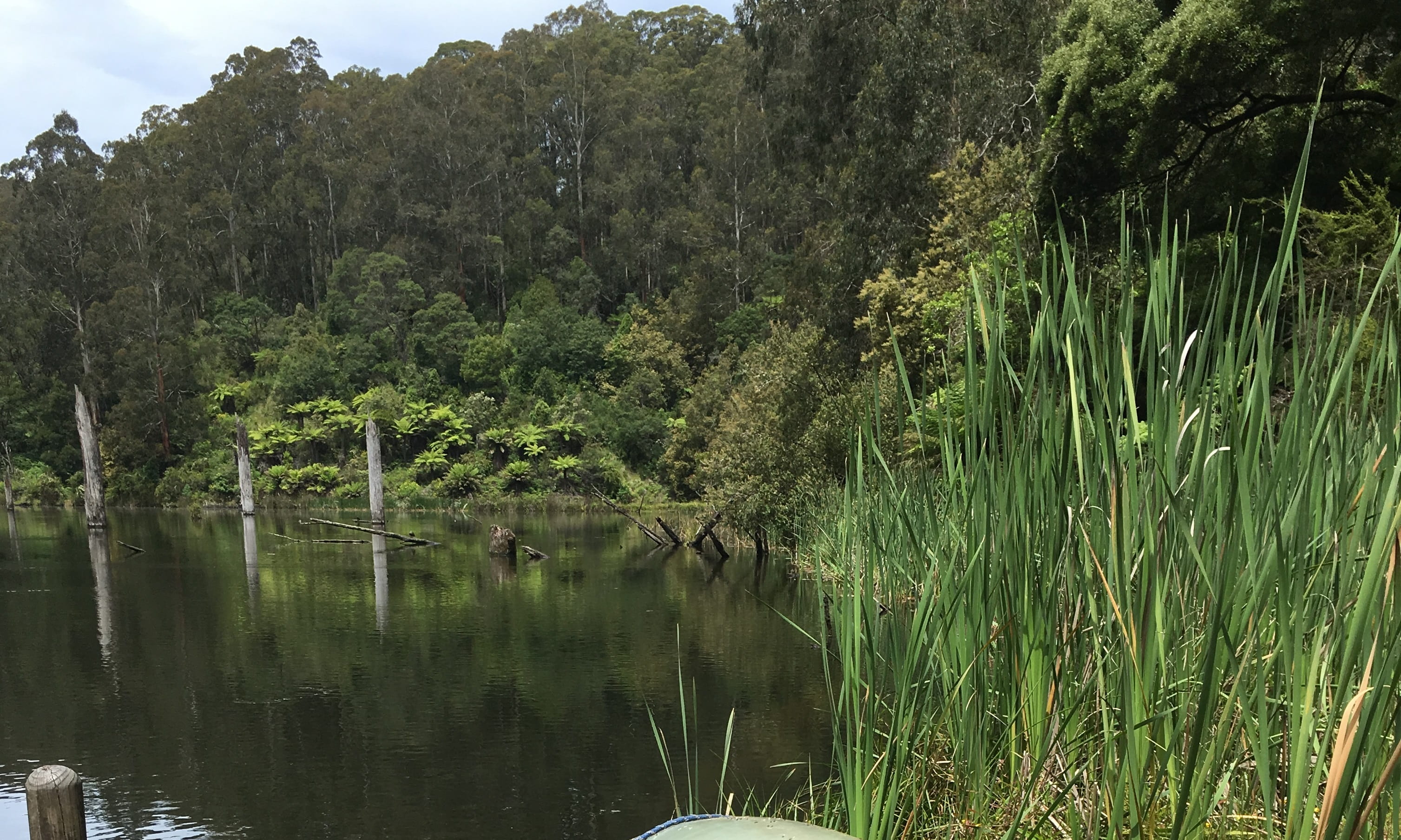 Lake with tall trees in the background