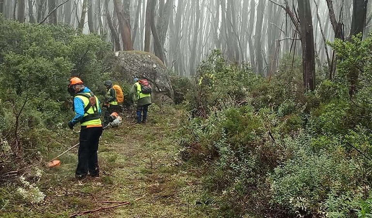 People wearing hi-vis vests, safety hats and equipment on a forest path surrounded by plants and trees.