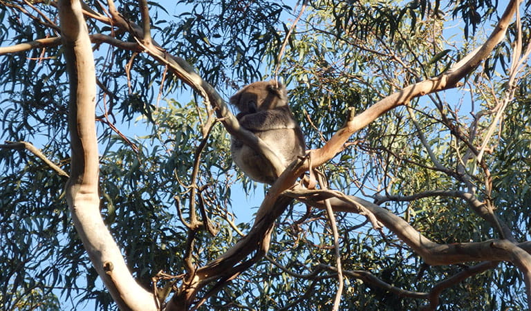 A koala in a tree.