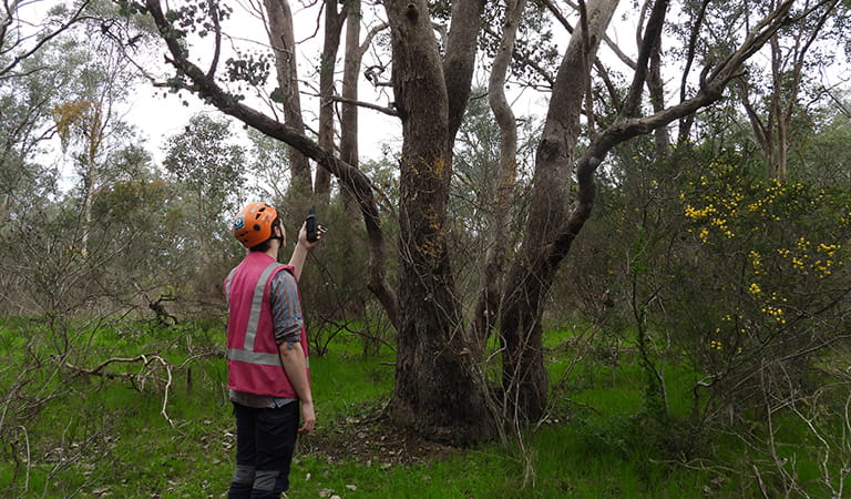 Person in pink hi-vis safety vest and orange safety helmet standing under and surveying a tree.