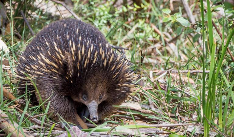 Echidna in the grass