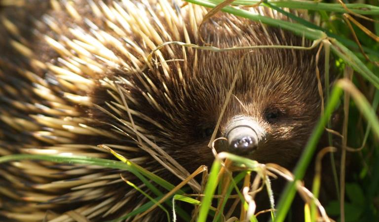 An echidna in the grass.