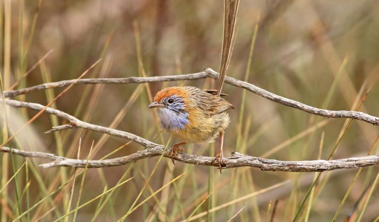 An Emu Wren commonly found in Victoria's Mallee region.
