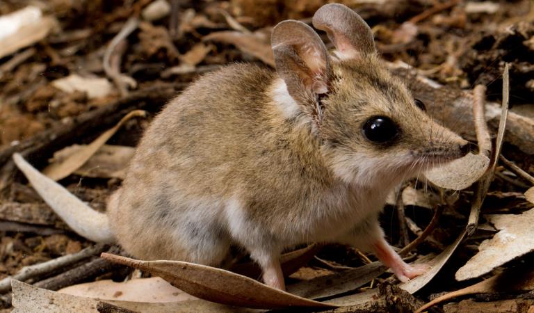 A Fat Tailed Dunnert among leaf litter