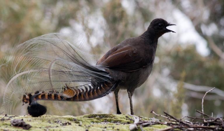 A lyrebird stands on the forest floor with its beak open.