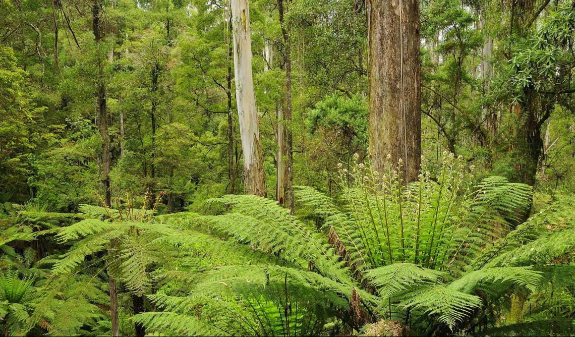 Ferns and Mountain Ash eucalypts in Nayook Bushland Reserve.