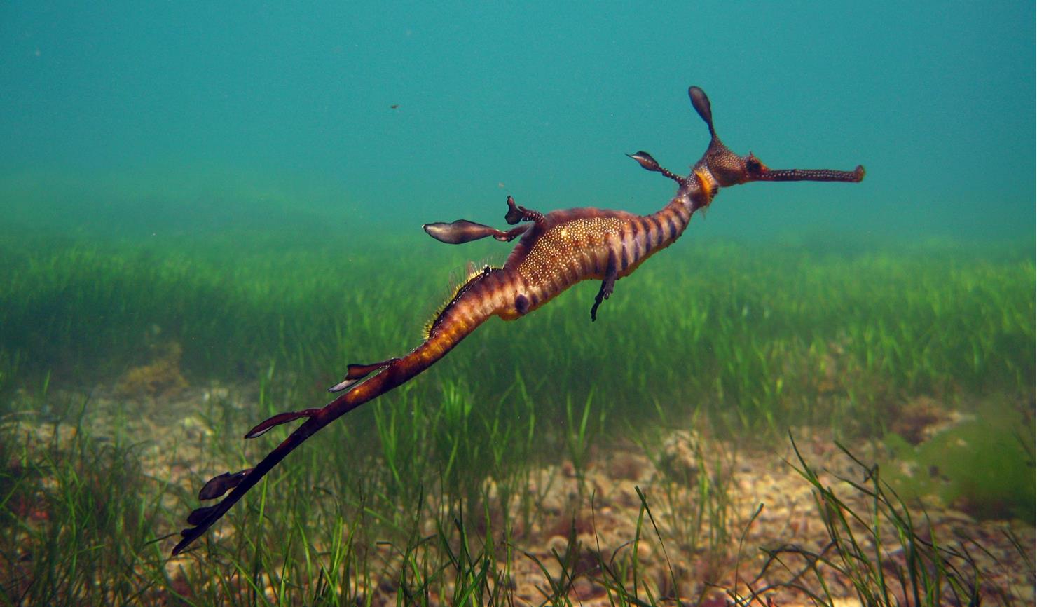 A weedy seadragon swims along near the sea bed.