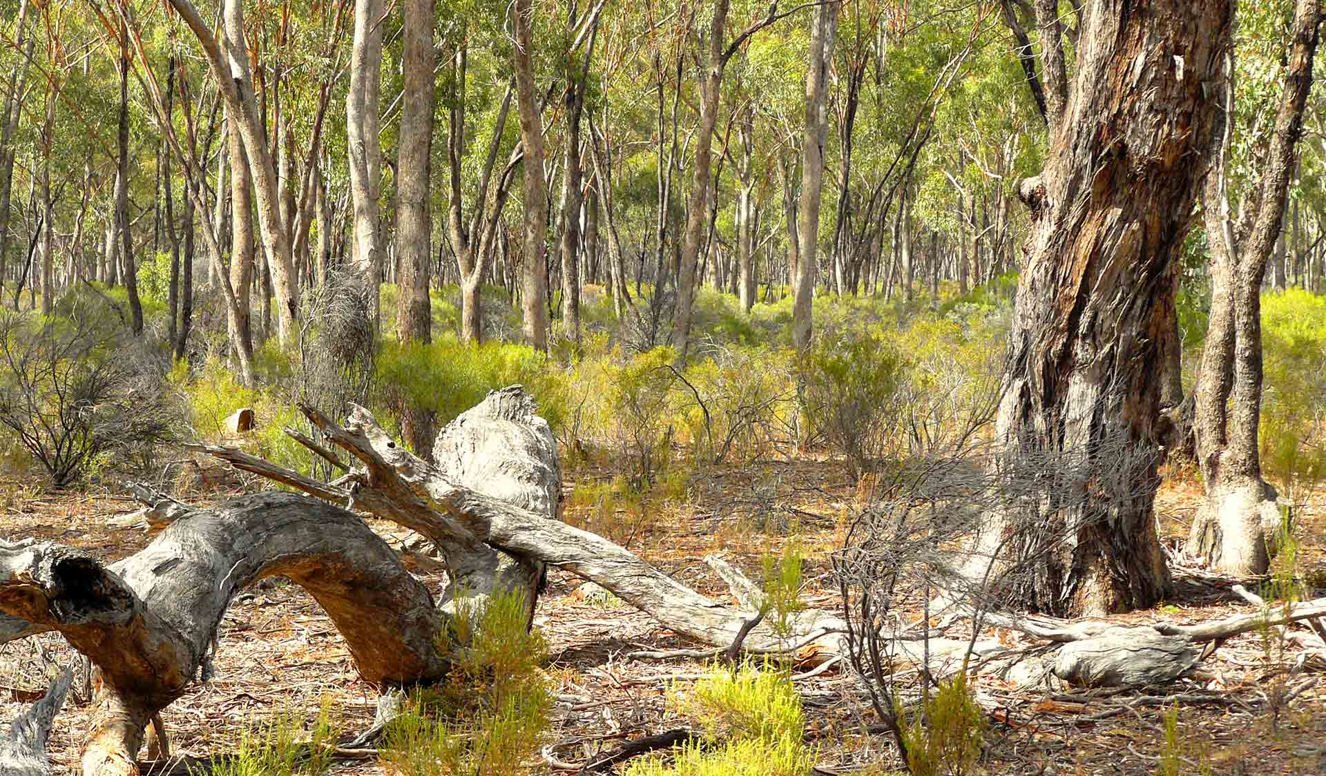 Grey Box Woodland landscape with fallen trees in the foreground and a mix of mid-story vegetation and trees in the background