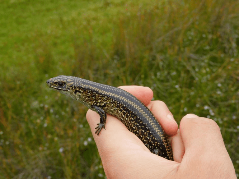 A small skink is held in someones hand