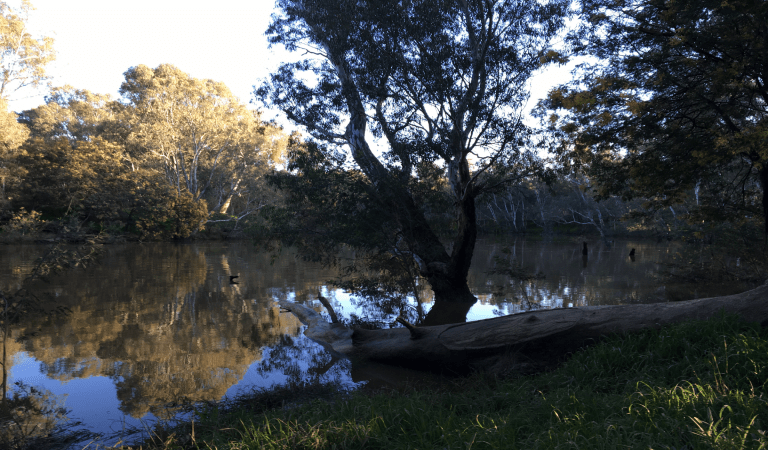View out over a wetland lake surrounded by forest