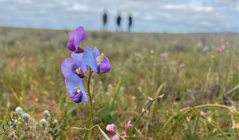 An image of a purple flower in a field with people walking in the background.