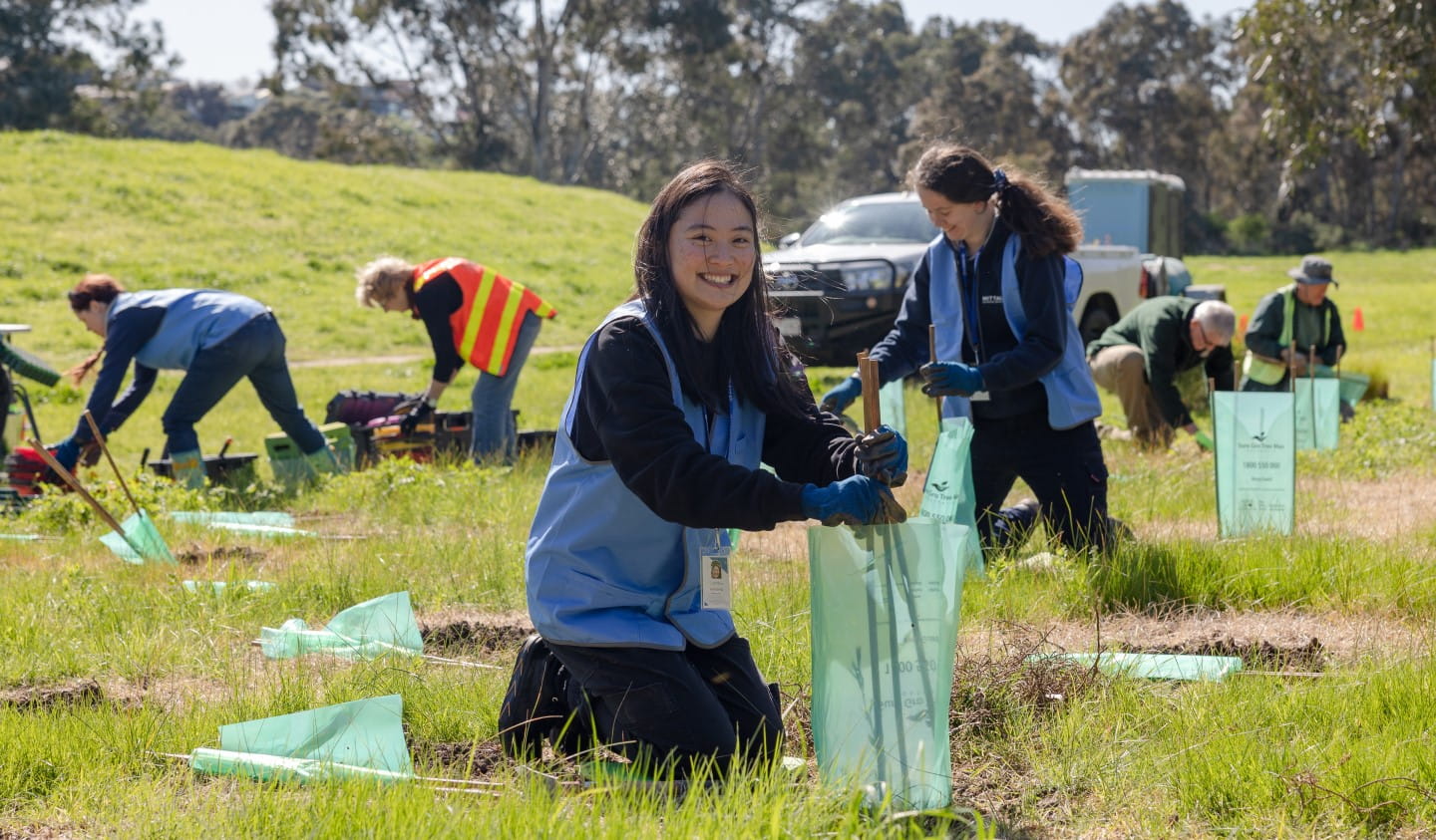 A women plants a tree in a park