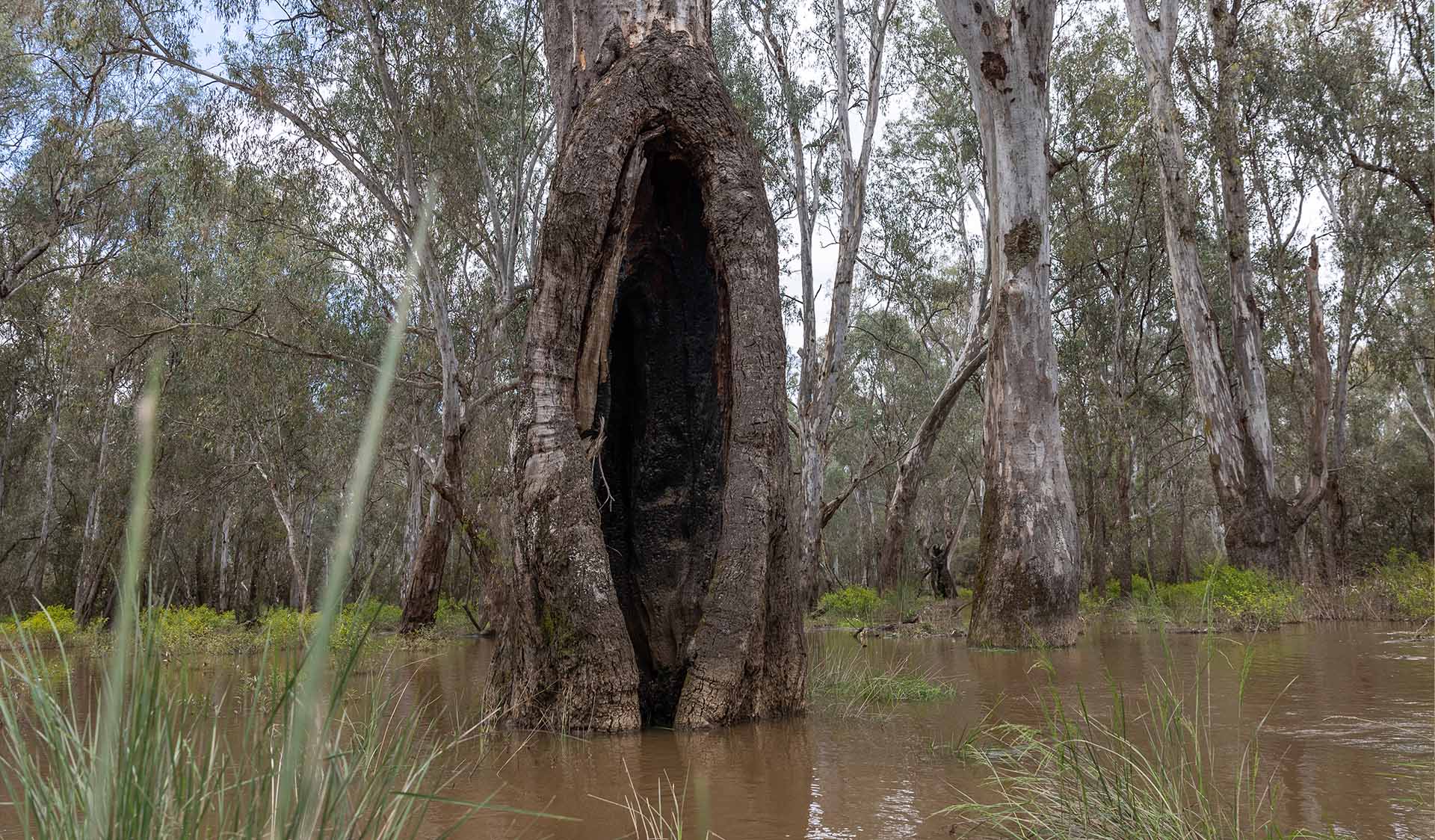 A flooded river. A tree with a large oblong carving removed from the trunk.