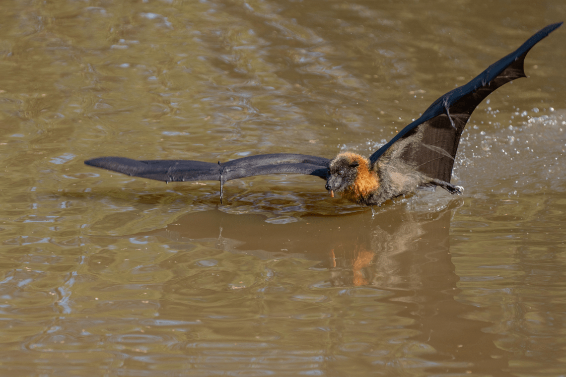 A Grey-Headed Flying Fox swooping along the water at Yarra Bend Park