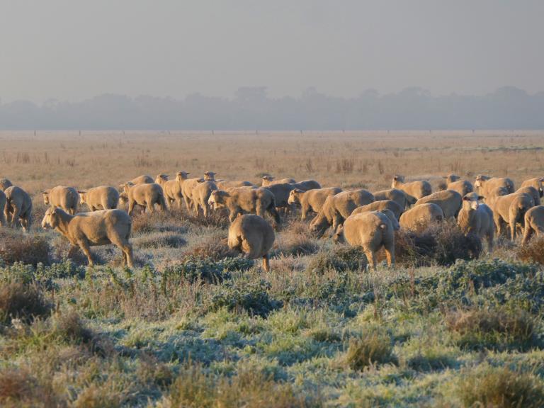 A herd of sheep in graslsands
