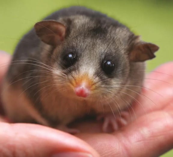 A starry-eyed Mountain Pygmy Possum is looking deep within your soul as its being held in someones hand.