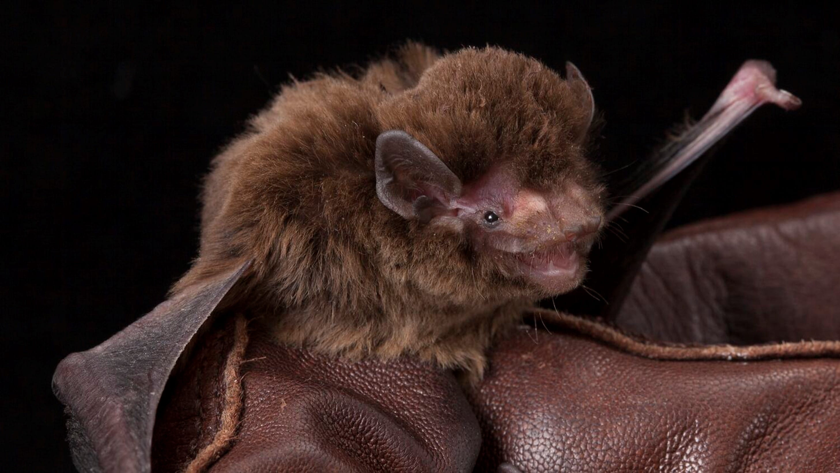 a fluffy brown bat is held within a brown glove.