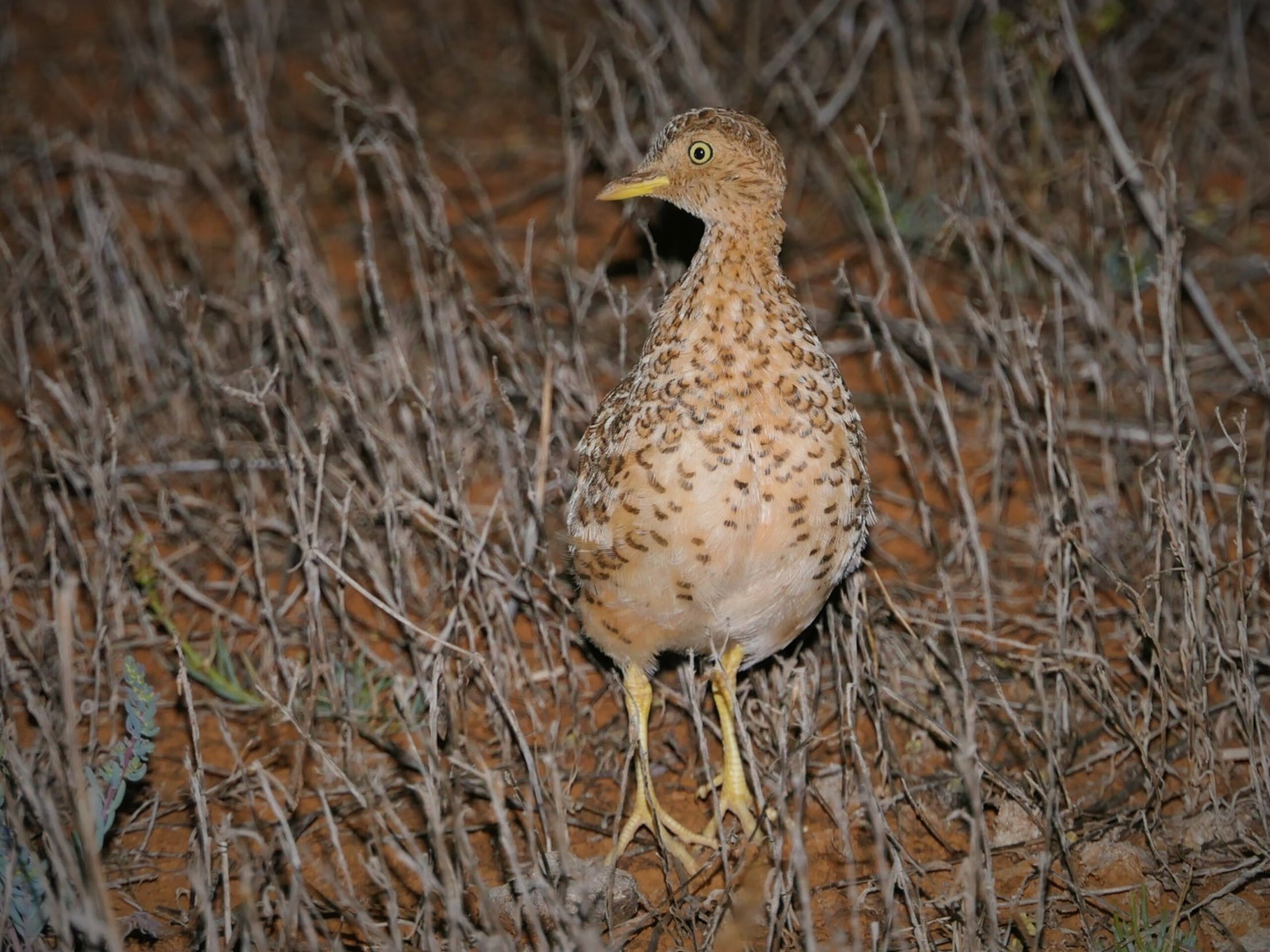 A mottled bird look startled ina field of grass and orange soil