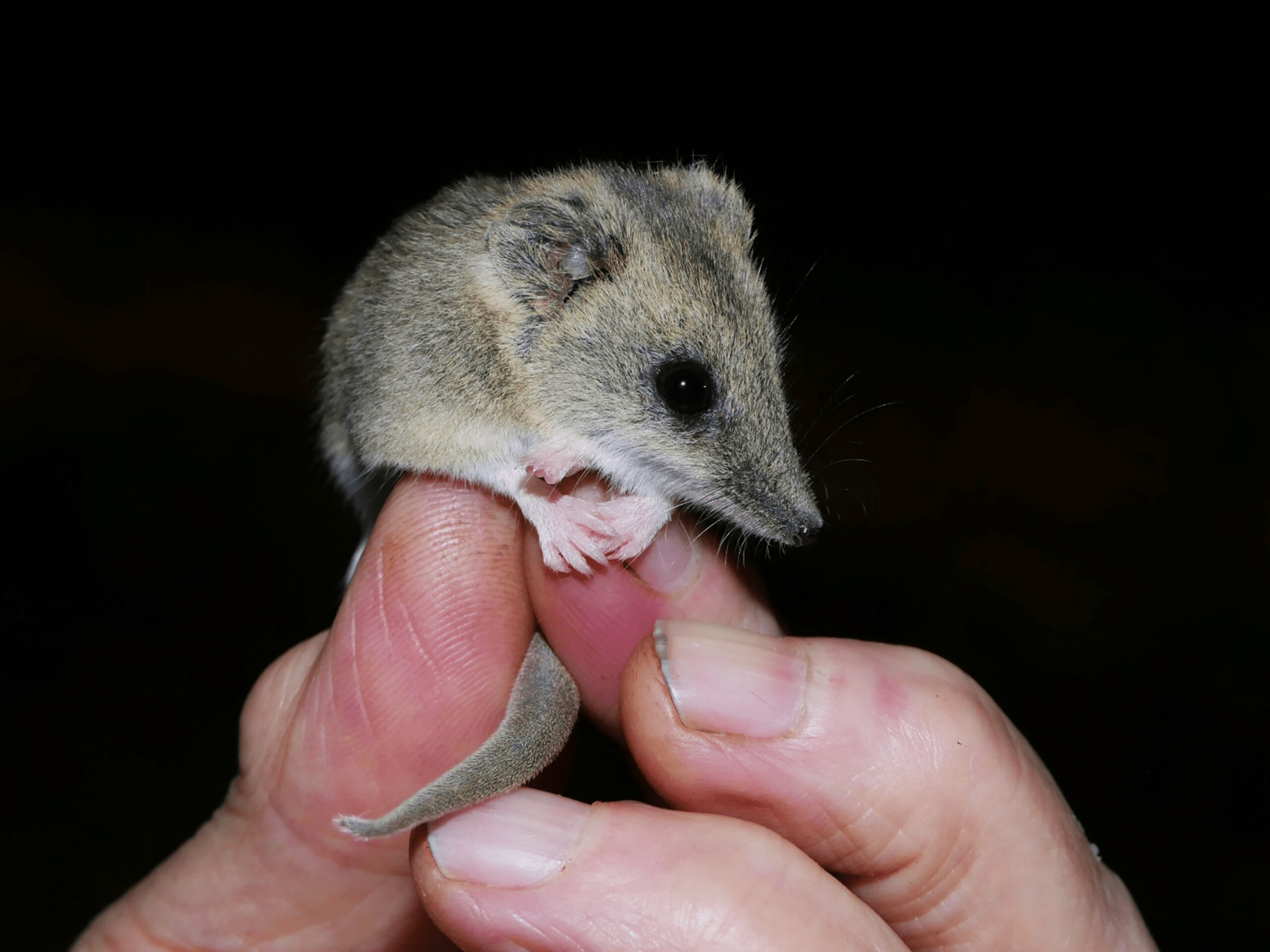 A small grey mouse-like marsupial is held between someones fingers. They have large black eyes.