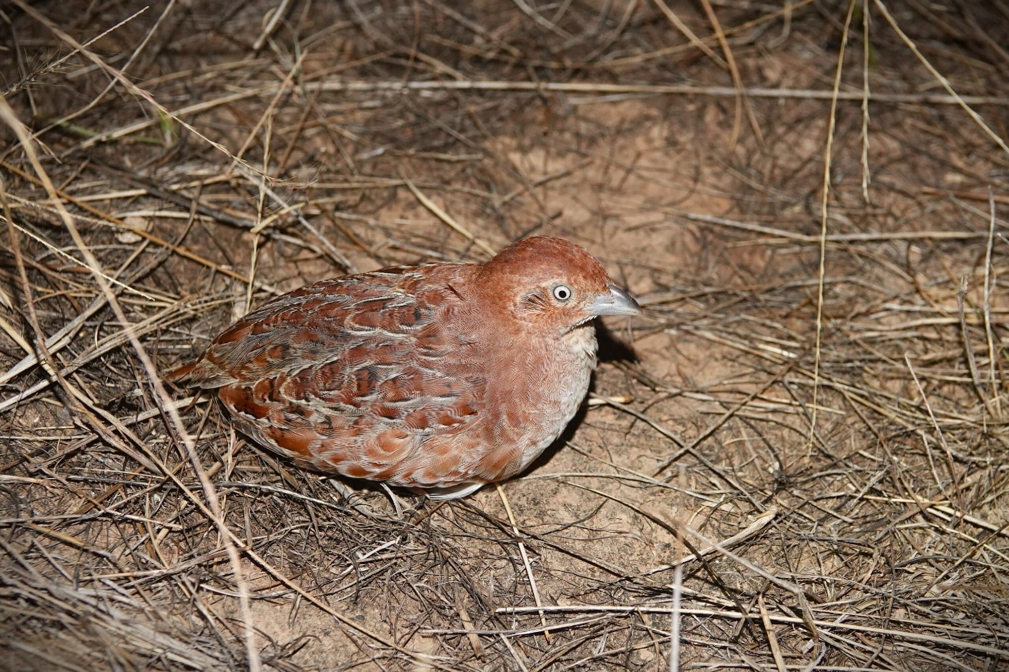 A mottled bird is sitting down in a field of yellow thatch.