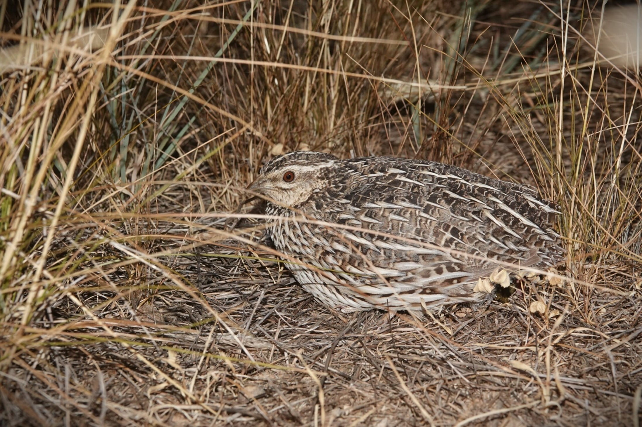 A small mottled bird is sitting down in a field of yellow grass