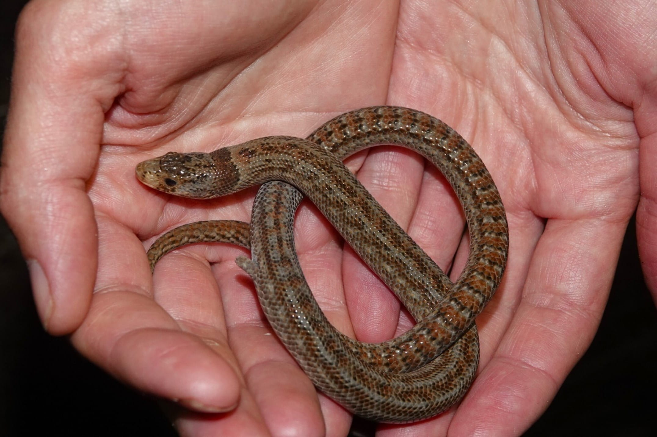 A small brown snake is held in someones hands