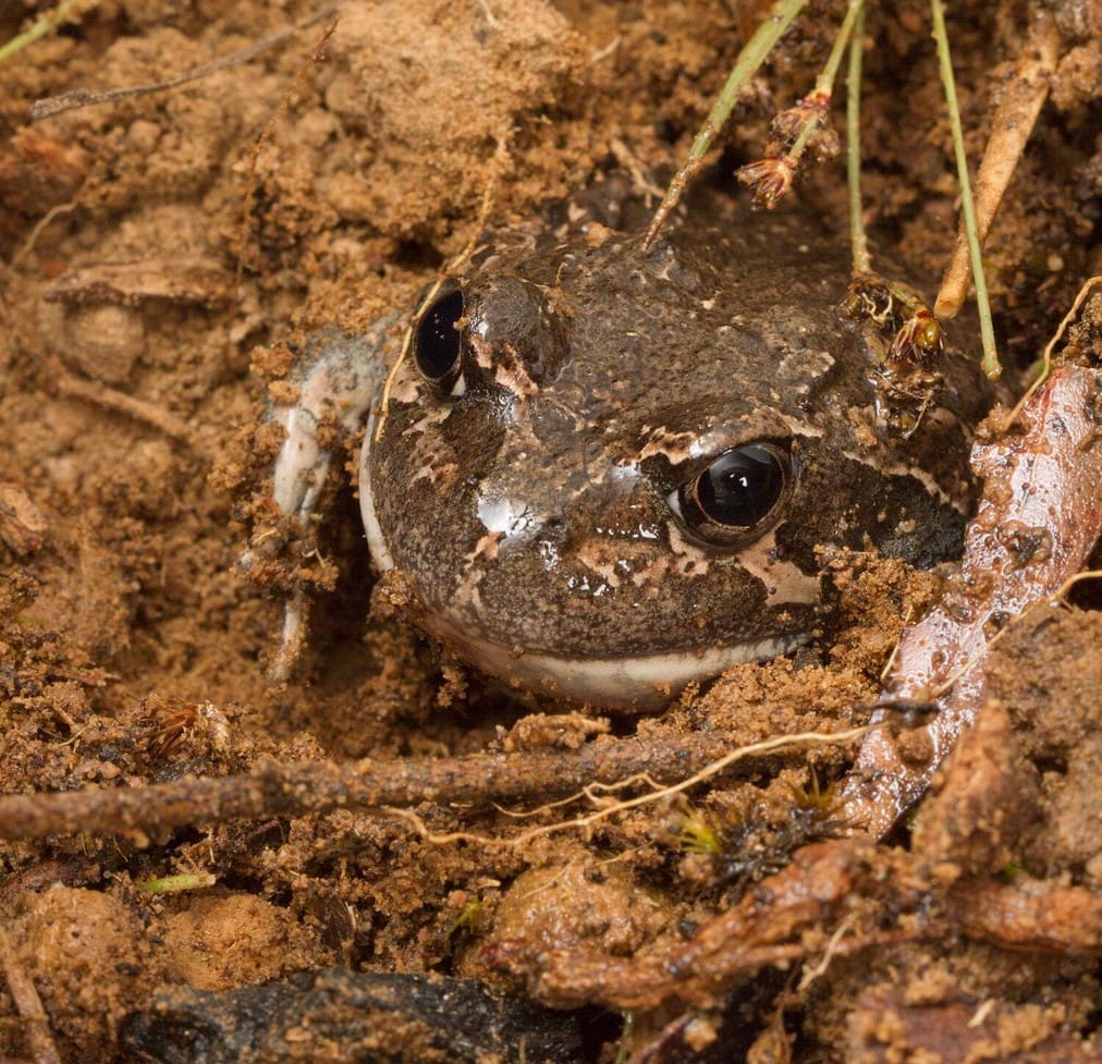 A small brown frog is hiding in the dirt