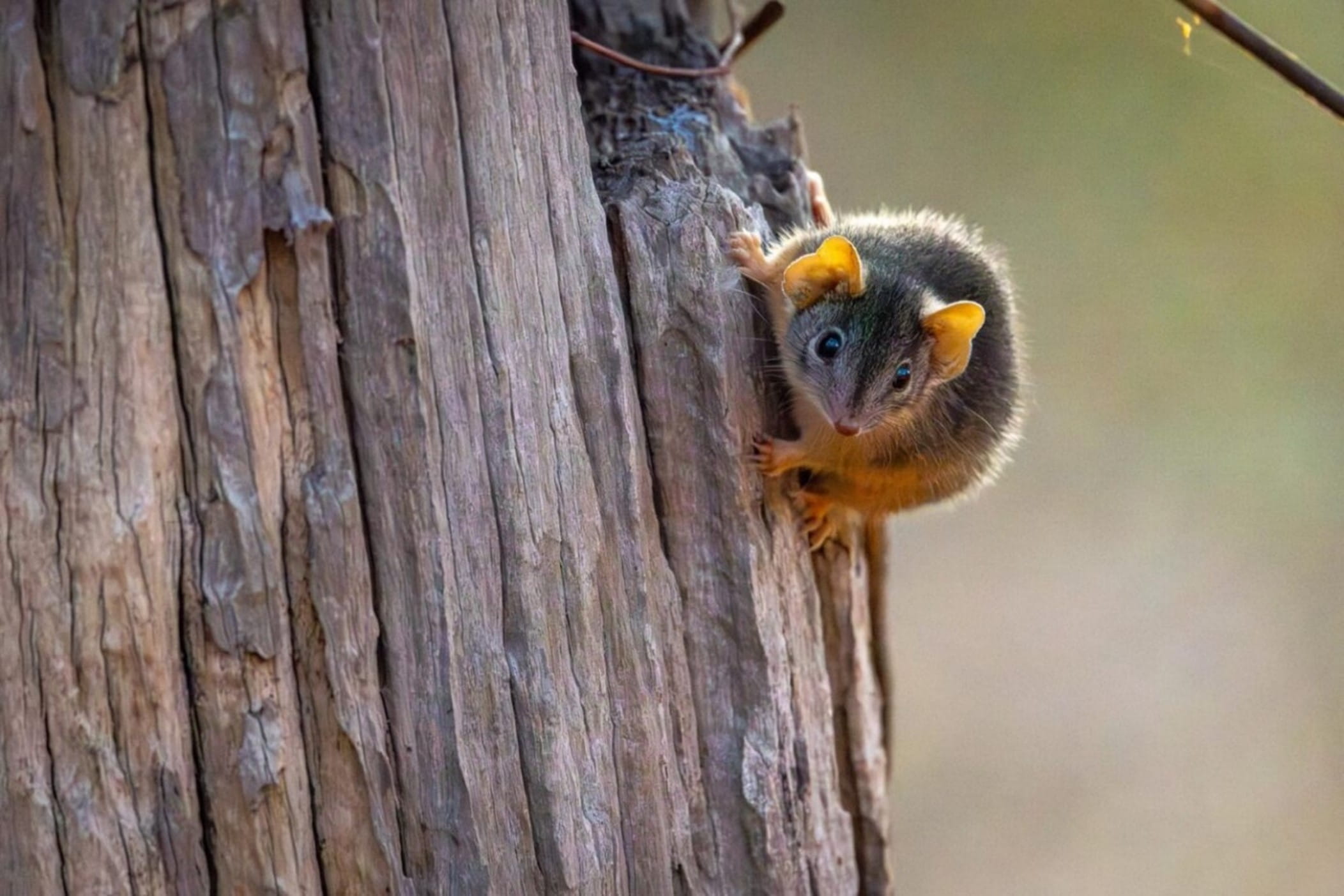 An adorable antechinus stares down the camera whilst on the side of woody debris.