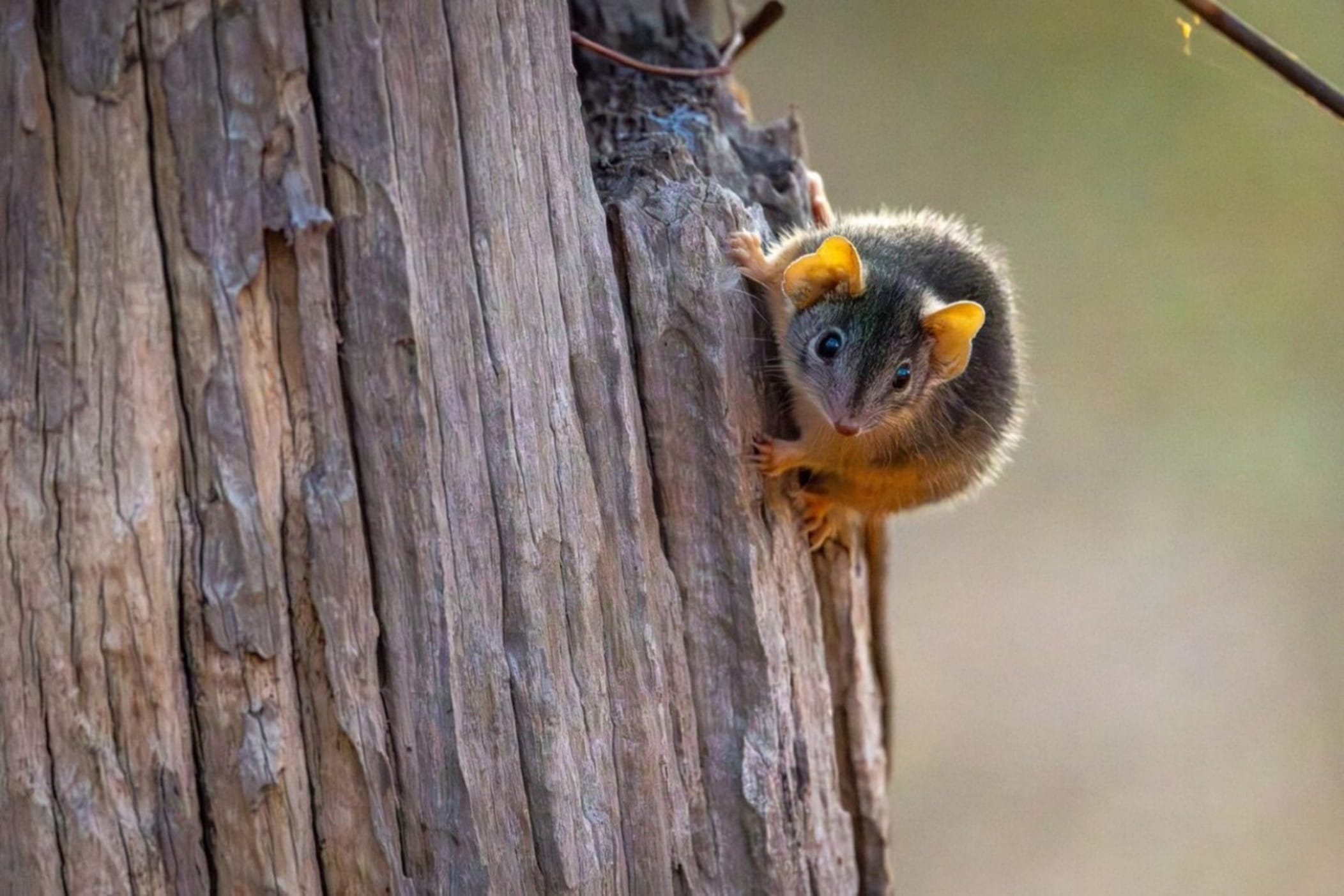 An adorable antechinus stares down the camera whilst on the side of woody debris. 