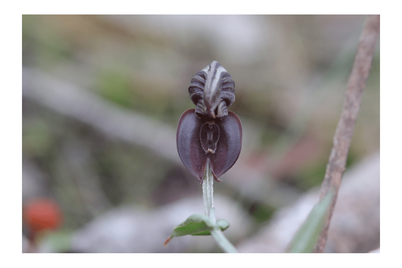 A close up photo of the Banded Greenhood with a dark purple hood