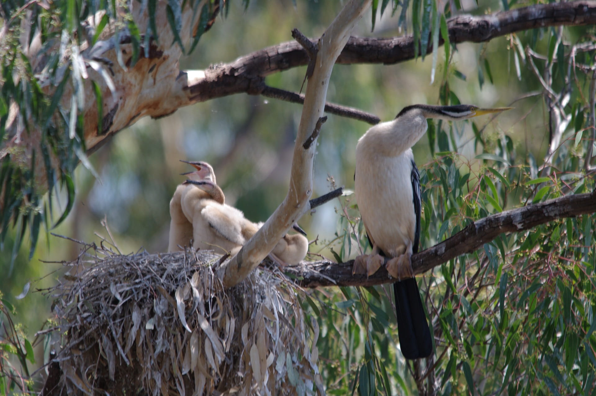 An Australasian Darter (Anhinga novaehollandiae ) and its hatchlings in Barmah National Park