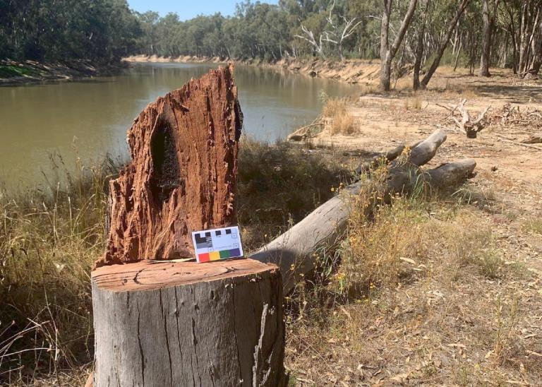 Recent example of illegal firewood theft by the Murray River in Gunbower National Park