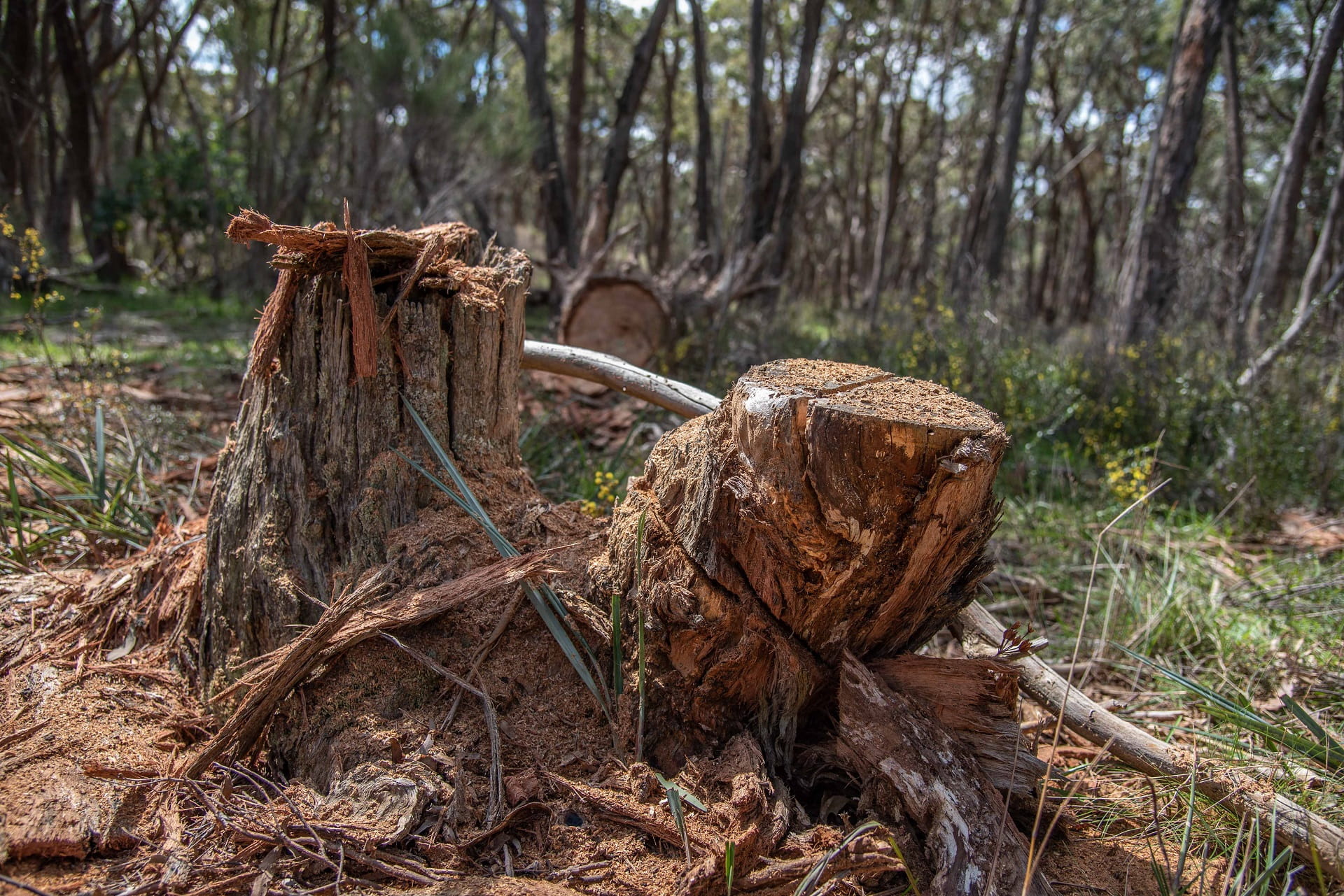 Exposed trunks following a case of illegal firewood theft