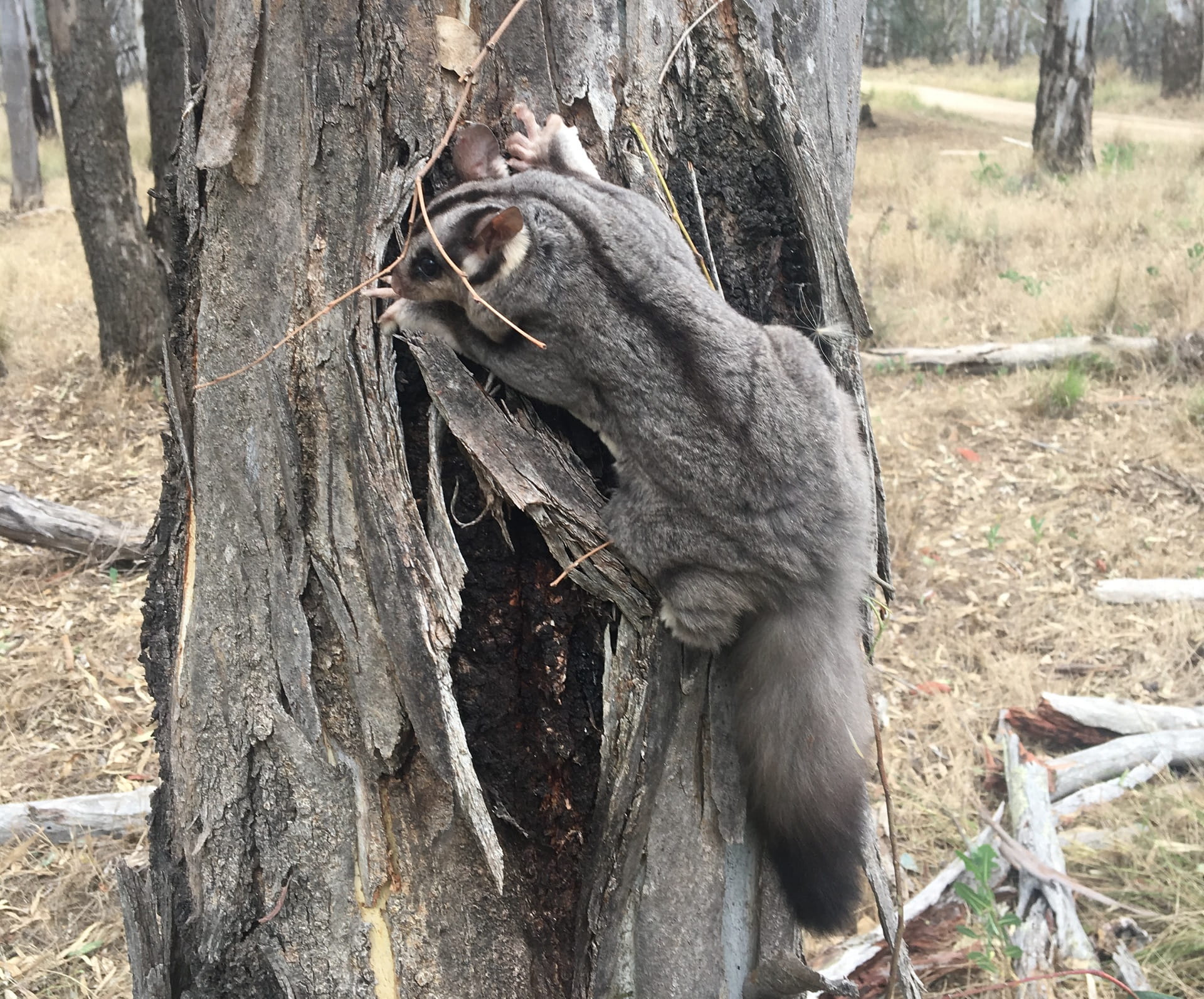 This squirrel glider (Petaurus norfolcensis) made a rare daylight appearance before scurrying hiding away in a nearby hollow ion the lands of the Yorta Yorta people in Lower Goulburn National Park