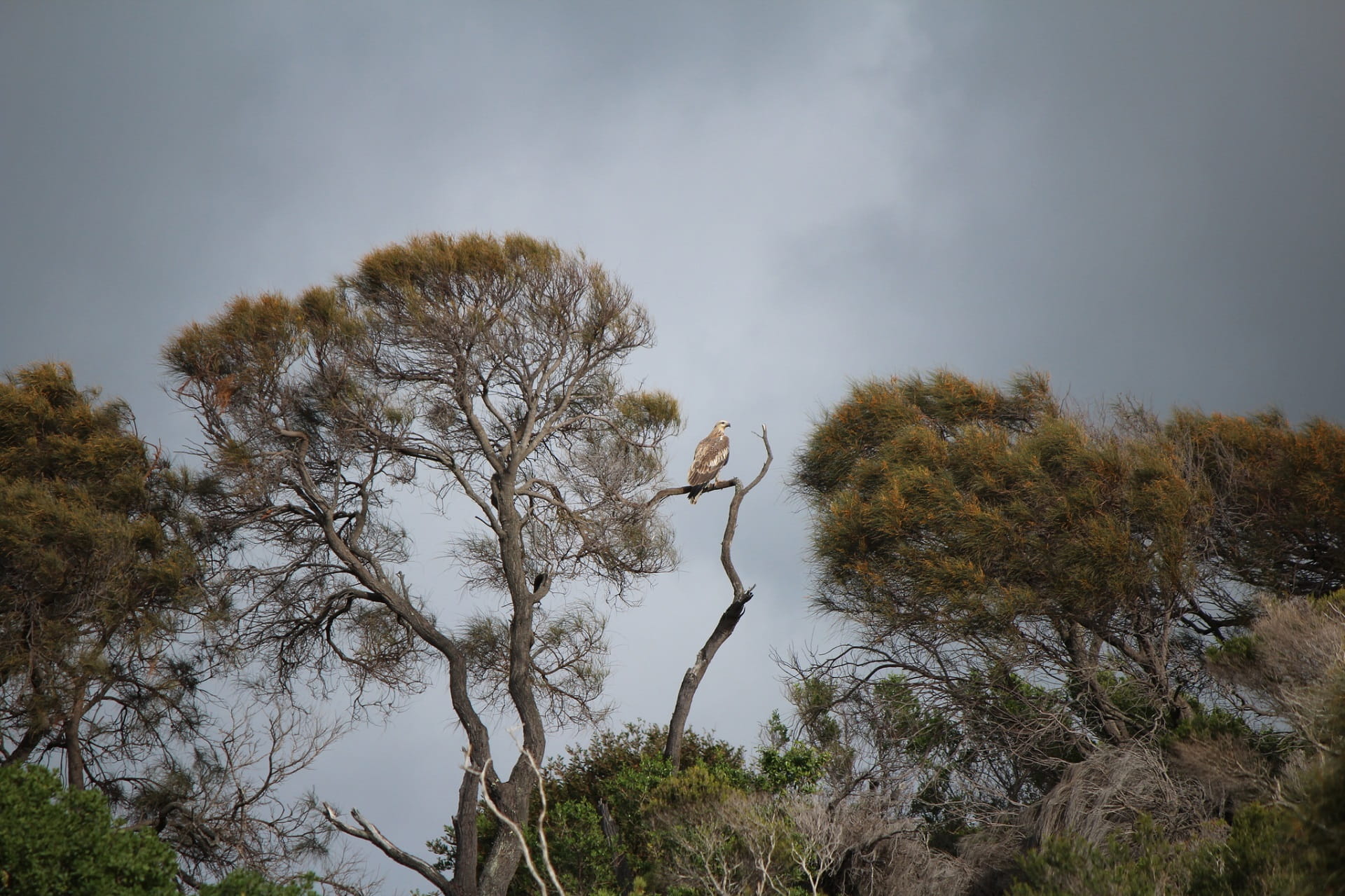 The sheer size of a white-bellied sea-eagle compared to the branches it perches on is a beautiful sight to behold