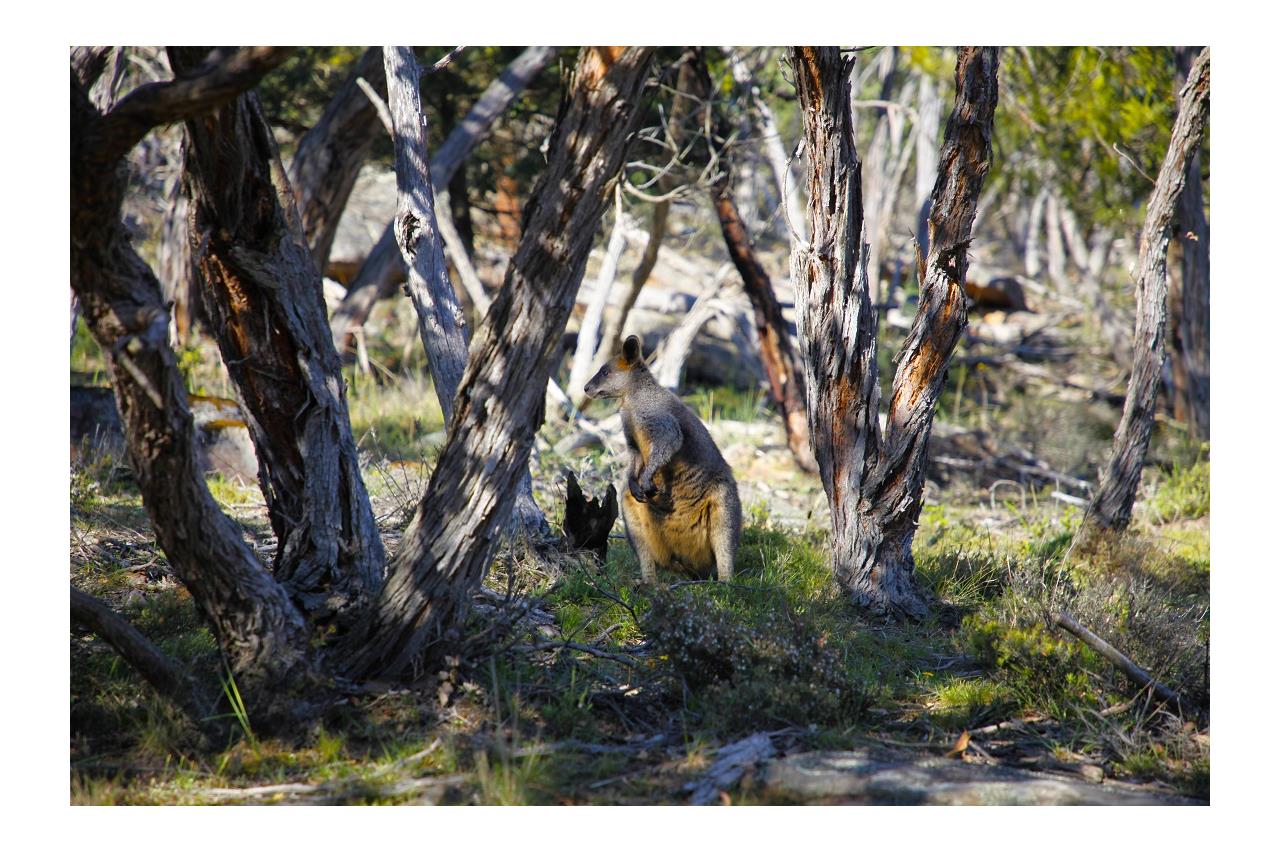 Kangaroo standing under shaded trees