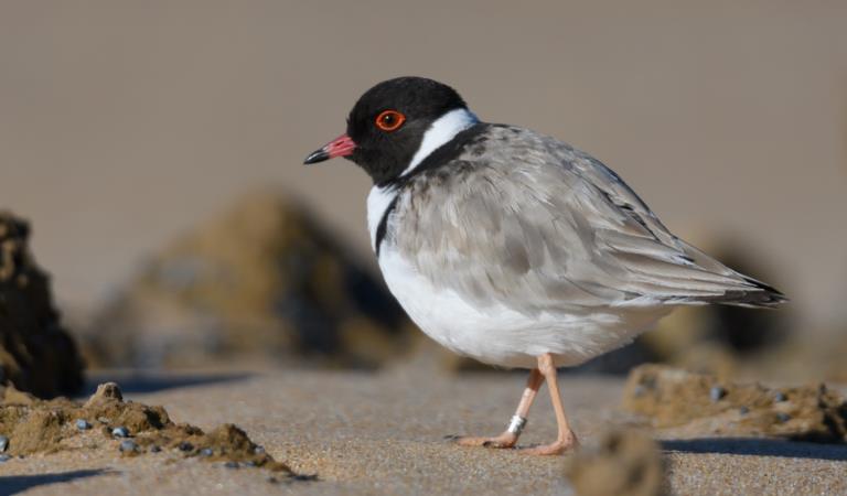 Hooded Plover: Credit Mark Lethlean.