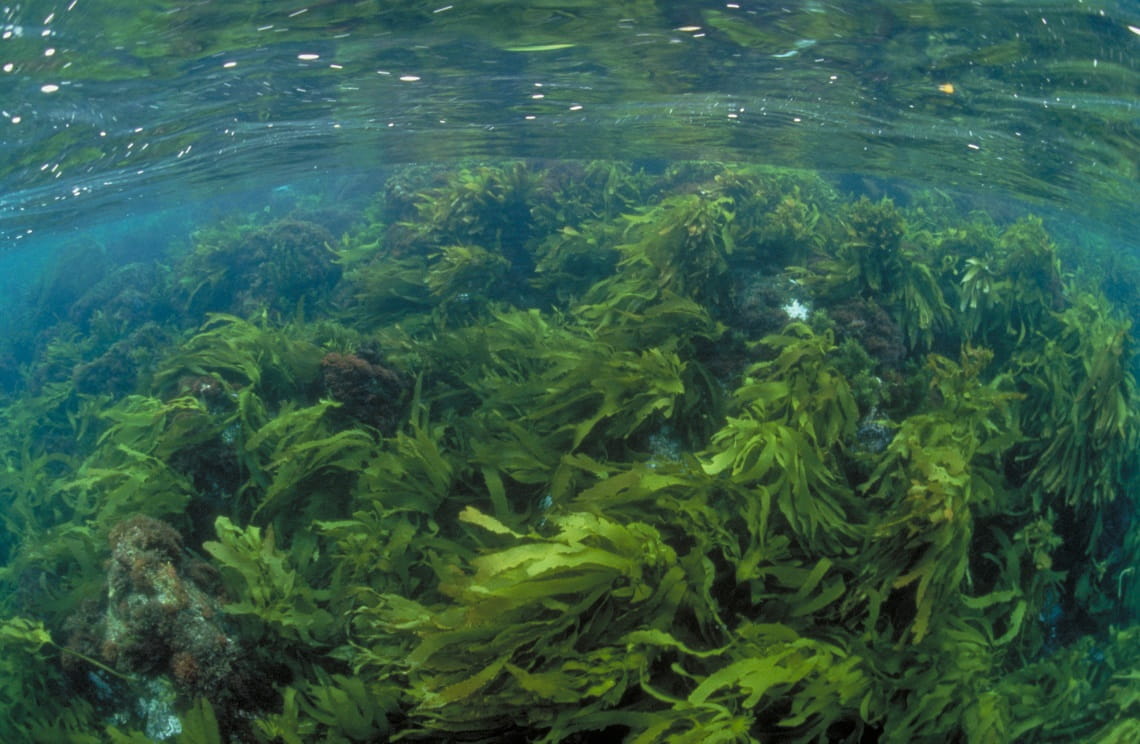 Photo of macroalgae, taken by Parks Victoria