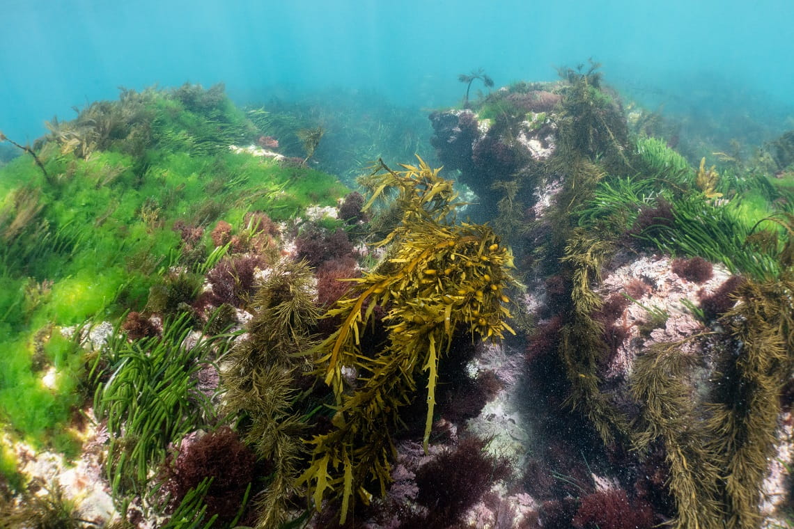 Photo of urchins at Port Phillip Heads Marine National Park, taken by Tess Hoinville