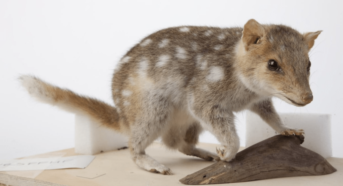 A taxidermied eastern quoll is standing on top of a wooden plank