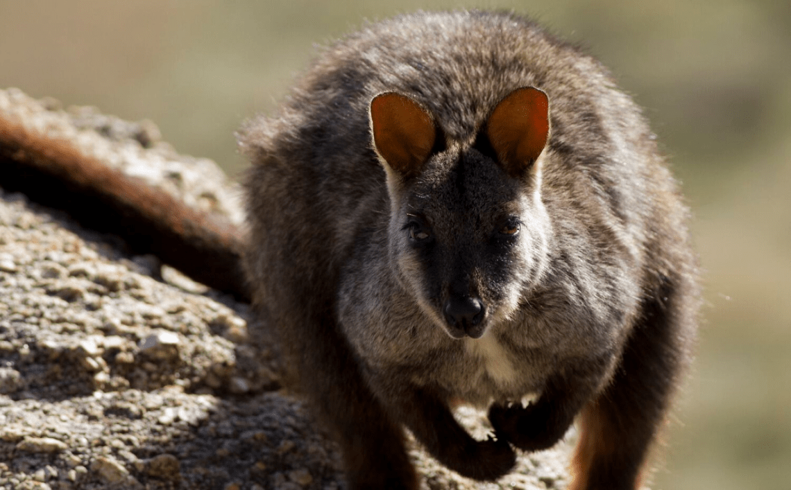 The fluffiest brush tailed Rock wallaby stands atop of rocks whilst looking lovingly into your gaze