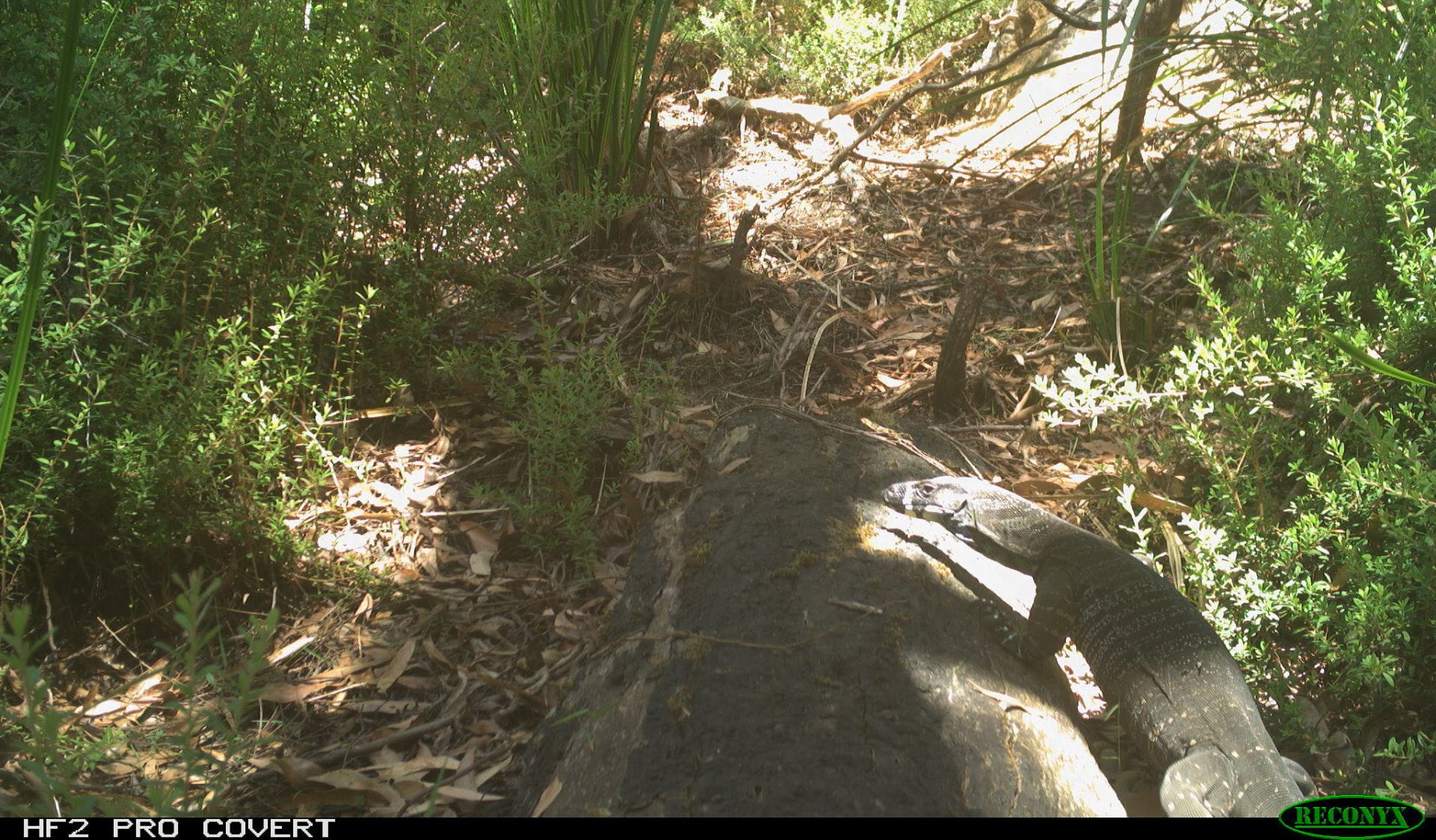 Lace Monitor spotted on tracking cameras