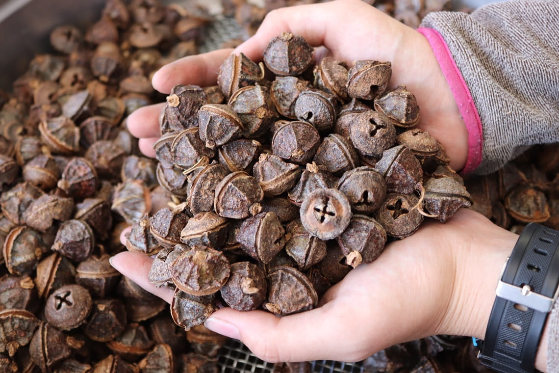 Seed from endangered eucalyptus species Tasmanian Blue Gum