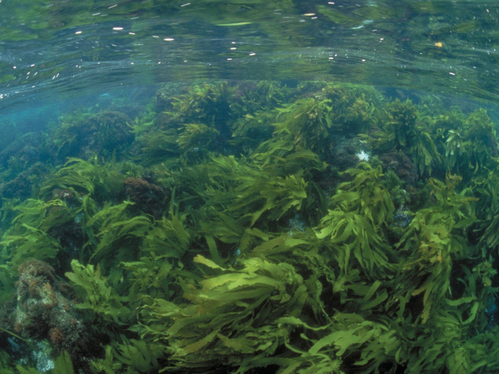 Large fronds of Golden kelp sway in the current. 