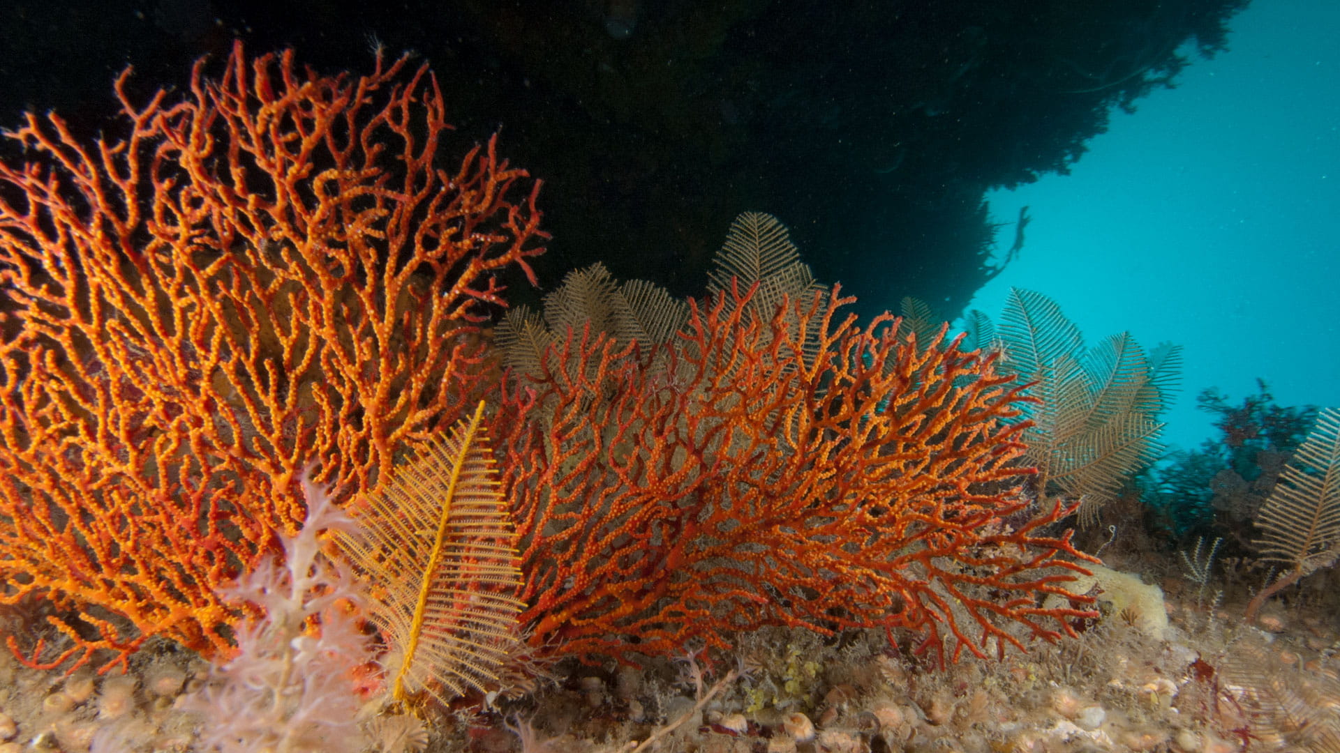 Small fan like organisms are accompanied by twisted branches of red coral on the bottom of the seafloor. 